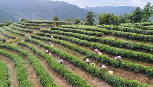 一起來看看 茶地理標志 又添了哪些新成員