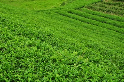 【【濃香型】2013年秋茶 安溪鐵觀音 特級烏龍茶 茶葉 散裝禮盒批發】價格,廠家,圖片,烏龍茶/青茶,福州市倉山區眾仕達貿易-