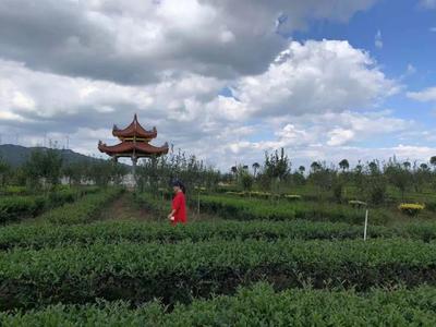 第三屆安溪鐵觀音大師賽“鐵粉團”之旅 收獲滿滿，歡樂多多